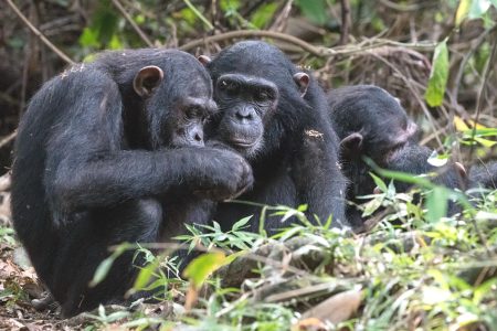 4 Days Gombe Chimpanzees Trekking