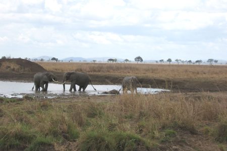 2 Days Short Safari to Mikumi National Park