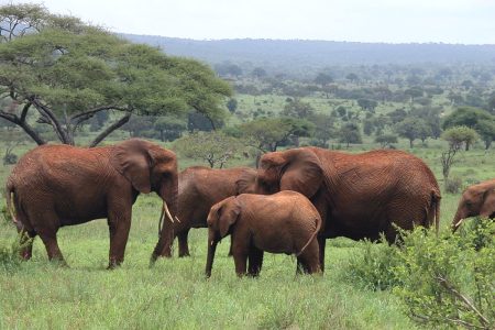 2 Days Tanzania Short Safaris