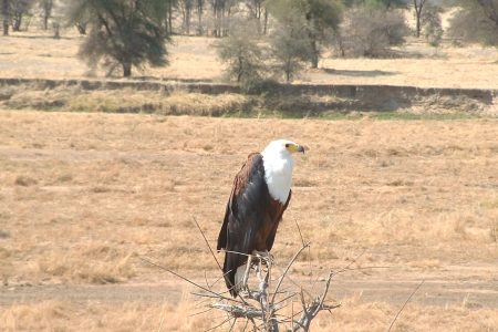 3 Days Budget Safari to  Nyerere National Park