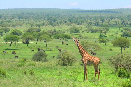 5 Days Tanzania Camping Safari