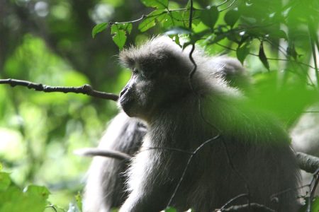 5 Days Mikumi National Park and Udzungwa Mountain National Park