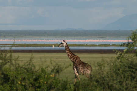 5 Days Tanzania Wildlife Safari