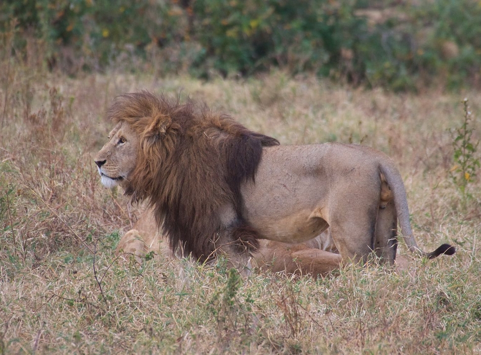 Tanzania Safari Tips