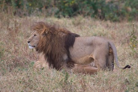 3 Days – Serengeti and Ngorongoro Crater