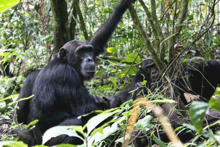 5 Days Mahale Mountains National Park Chimpanzees Trekking