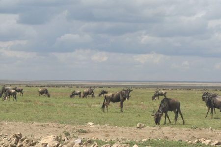 8 Days – Serengeti Wildebeest Migration-Mara River Crossing safari TAWT078WM