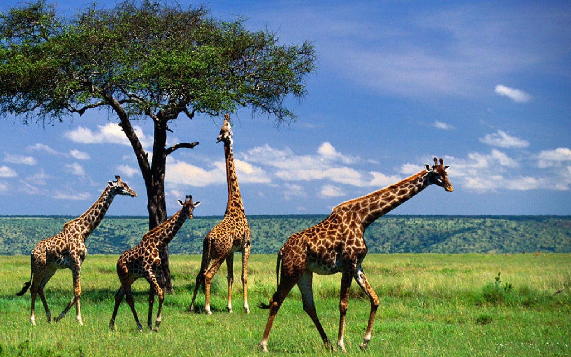 17 Days – Kilimanjaro Trekking, Wildlife Safari and Zanzibar