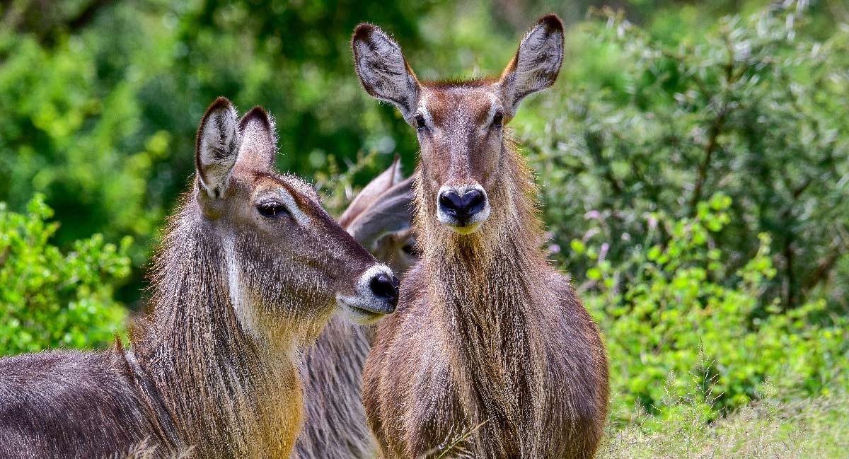 Rumanyika-Karagwe national park