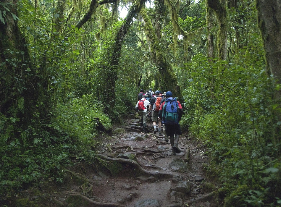 Day Trip to Kilimanjaro Short Trek