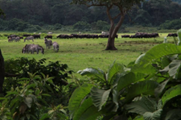 1 Day Tour Arusha National Park