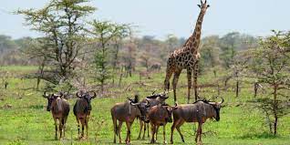 4 Days Explore Kigosi National Park